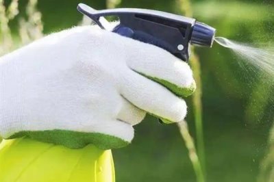 石蒜的浇水方法，春季每隔3-5天浇一次