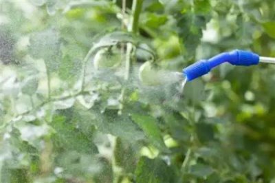 辛硫磷能不能叶面喷施,叶面喷施的持效期较短
