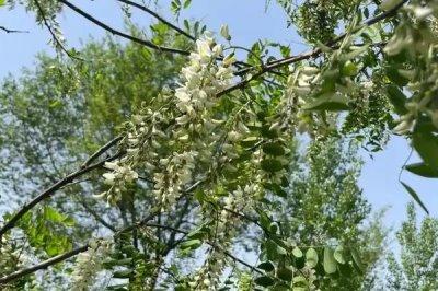 槐花的花语是什么，寓意美好向往、脱尘出俗等