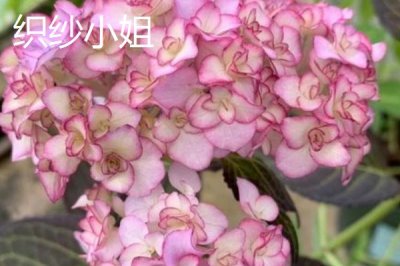 绣球花的品种,这几个品种值得入手