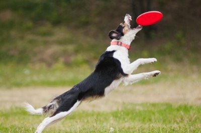 让狗狗学会飞盘训练方法,先培训狗狗对飞盘的兴趣