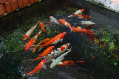 锦鲤身上有白霜如何解决,可单独饲养并用杀菌药物浸洗治疗