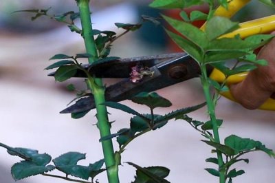 月季花败了需要修剪吗,花败后可合理修剪