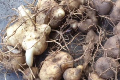 野生鸡头参的价格,一斤需要8-20元左右