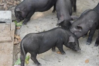 养殖什么比较赚钱，推荐南美白对虾、生蚝等