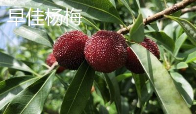 杨梅苗的价格,价格在4-300元一棵不等