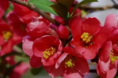 海棠花开花的时间,不同品种的花期不同