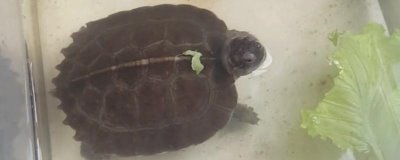 怎么养亚巨龟才能让它快速生长,需保持干净的水质和适宜的温度