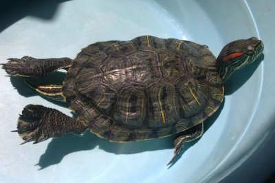 巴西龟白眼病的原因,可能是水质太差、长期不换水等