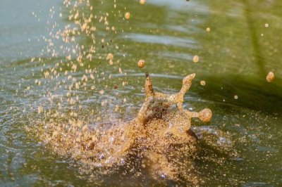 怎么钓鲶鱼,建议提前2-3天打窝