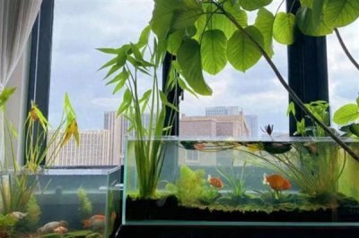 鱼缸有过滤器还要氧气泵吗，如果养殖密度大则需要