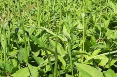 江西种哪些药材比较赚钱,半夏、板蓝根、金银花等品种可以考虑
