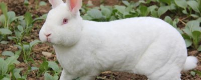 獭兔配种技术,直接影响着獭兔的产量