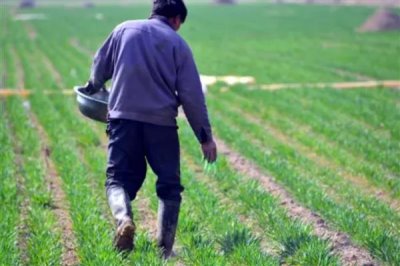 撒化肥三天下雨是否还有效，肥效一般不会消失