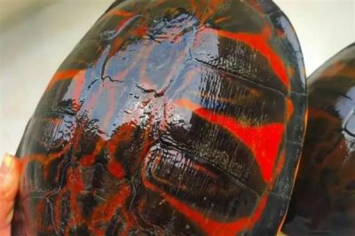 火焰龟多大才能繁殖,养殖7-8年之后它们便具备繁殖能力