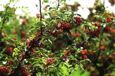 花椒种植市场是否已经饱和，调料需求基本已经达到顶峰