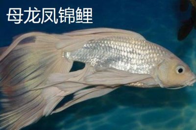 龙凤锦鲤公母分辨方法,雌鱼头部窄长、雄鱼头部宽短