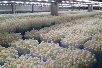 种植金针菇的前景,市场需求大前景可观