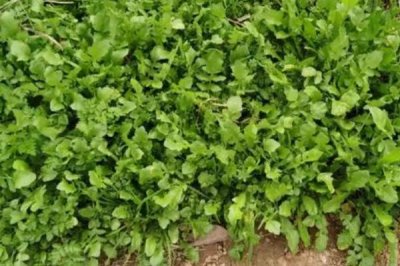 种荠菜用什么土比较好,富含有机质且透气性好的土壤为佳