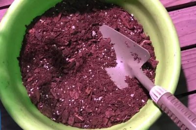 辣椒籽能否直接种植,播种后要注意保持湿度