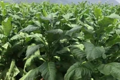 烟草害虫如何产生抗药性,主要原因是长期使用单一农药