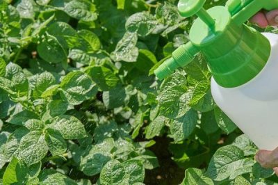 土豆何时需要控旺,最好是在植株地上部分刚封垄的时候