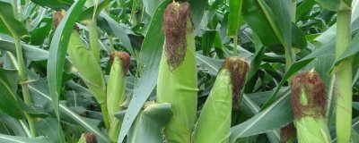 隆平928玉米品种简介，密度5500至6000株/亩