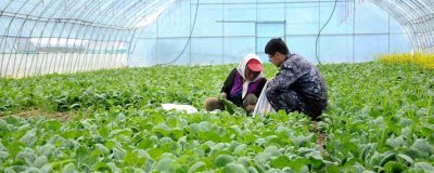 冬季蔬菜大棚需要放风的原因，通风后可降低棚内的湿度