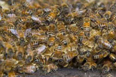 急造王台过多久可以出蜂王，一般需要10-12天左右