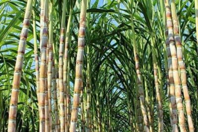 甘蔗的产地，最大的甘蔗生产国是巴西、印度和中国