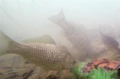 鲫鱼的食物,蚯蚓、螺肉、馒头、蛋黄等食物均可饲喂