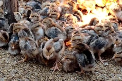 小鸡感冒的症状,主要表现为流鼻涕和绒毛疏松