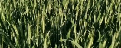 定丰20号小麦种子特点，生育期111天