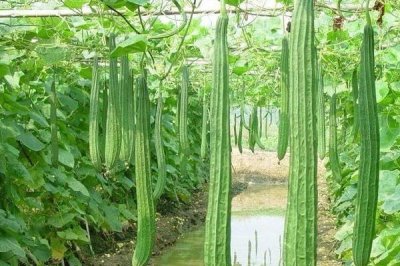 丝瓜怎么种植才能高产，畦面上可搭建半圆形棚架、促使丝瓜立体生长