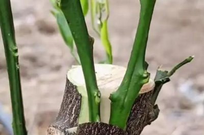 萘乙酸的作用，可以起到疏果、促进生根、防落果等效果