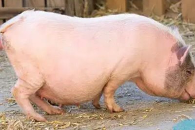 头胎怀孕母猪一天的喂料标准，配种到30日龄饲喂1.8kg的饲料