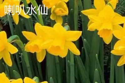 水仙花品种介绍,品种众多观赏价值都极高