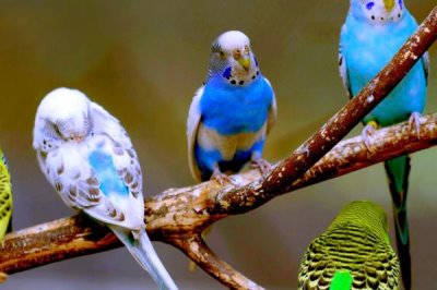 黑腹虎头蜂的天敌,黄尾巢螟、大型胡峰和人类都是