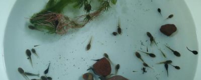 在家怎样养蝌蚪，需要每隔2-3天换一次水