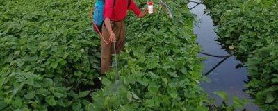 红薯什么时候可以用二甲戊灵，在移栽缓苗后、播种后出苗前均可使用