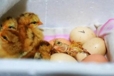 一直37度能不能孵出小鸡，能孵出但是成功率会降低