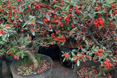 火棘树盆栽多久浇一次水,出苗后早晚各一次