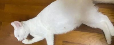 猫传腹的症状,初期表现为食欲不佳、体重下降等