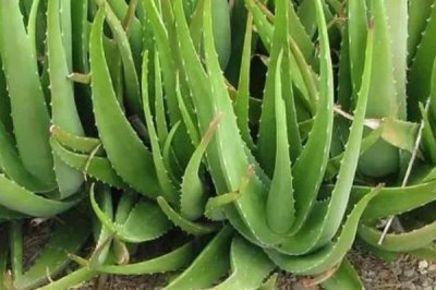 可以直接敷脸的芦荟是哪种,库拉索芦荟可以直接敷脸