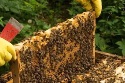 怎样人工育王,选择白天温度稳定在20℃以上时间进行