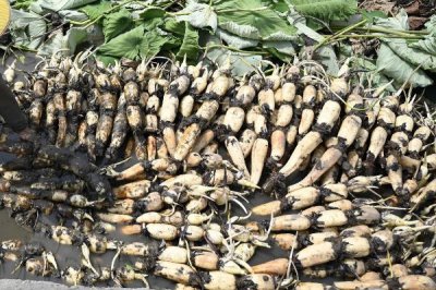 莲藕定植不发棵的原因,是无性繁殖作物