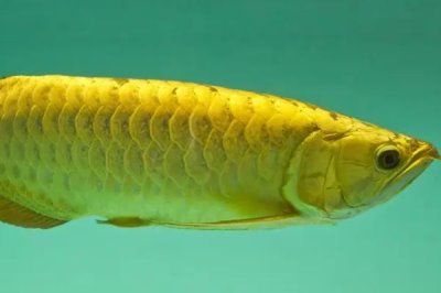 秋钓鲫鱼如何选钓位，水草区、铧尖、河汊等位置均是适宜钓点