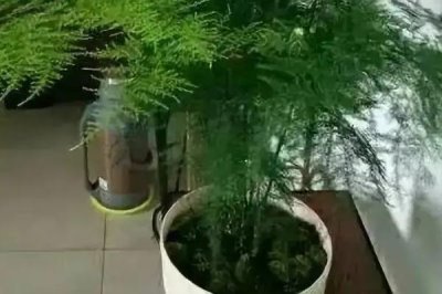 矮云竹的修剪方法,在其幼苗期间对植株进行摘心