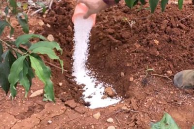 桃树秋施基肥的方法,可在行间开沟施肥