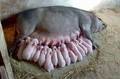 母猪难产如何处理,可驱赶助产